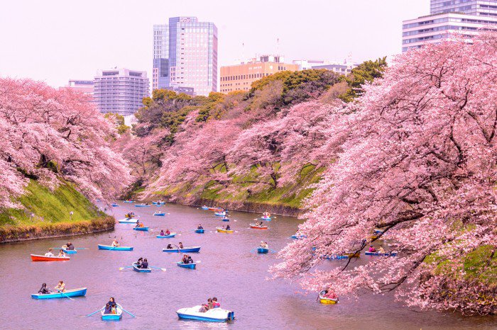 Ngắm hoa anh đào ở Nhật Bản 2020: KHI NÀO và Ở ĐÂU?